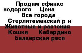 Продам сфинкс недорого  › Цена ­ 1 000 - Все города, Стерлитамакский р-н Животные и растения » Кошки   . Кабардино-Балкарская респ.